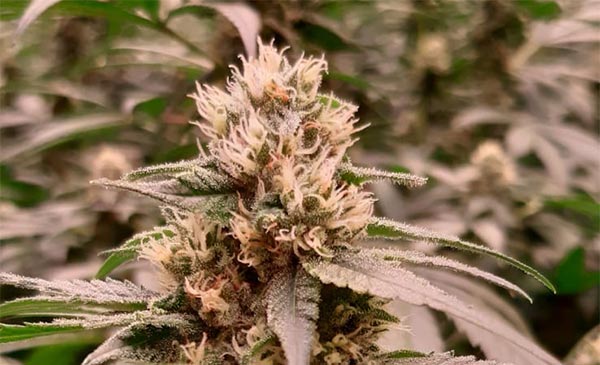 medical-Cannabis-closeup-topbud-600