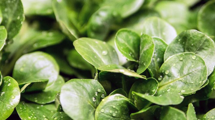 salad application for LED