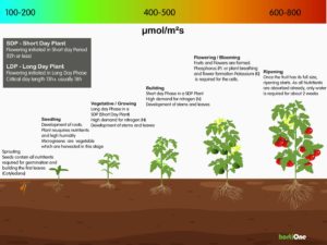 Plant growing phases