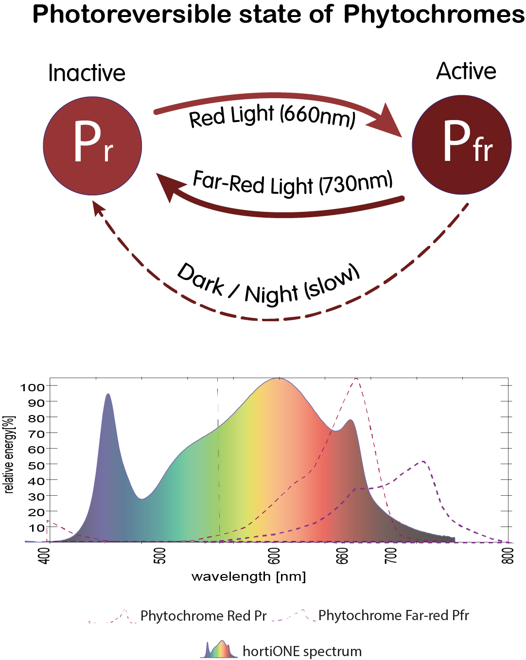 What is the right light intensity and illumination length?