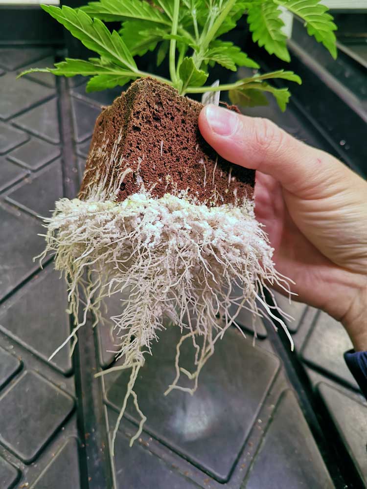Cuttings - Success Story hortiONE at DrGreen 3 DrGreen roots Cuttings - Success Story hortiONE at DrGreen DrGreen roots 1