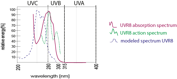 UVR8-Absorption